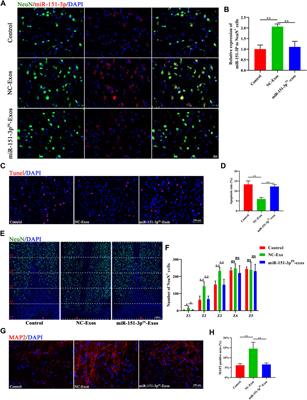 Microglia-Derived Exosomal microRNA-151-3p Enhances Functional Healing After Spinal Cord Injury by Attenuating Neuronal Apoptosis via Regulating the p53/p21/CDK1 Signaling Pathway